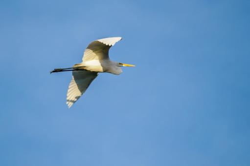 ダイサギの飛翔⒂ ダイサギの飛翔⒂の写真