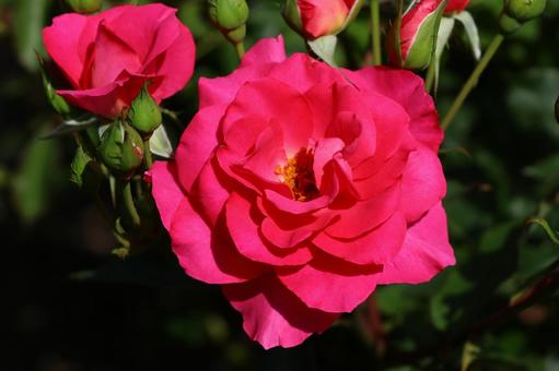 薔薇 薔薇の写真