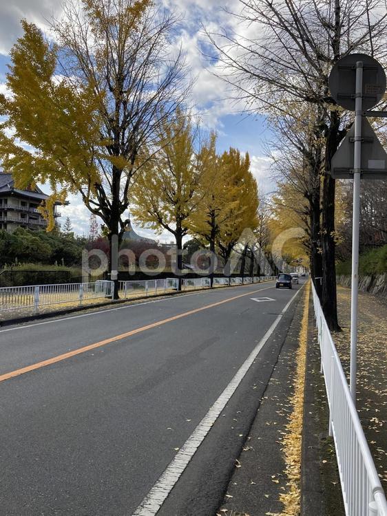 いちょうの並ぶ道路 イチョウ,紅葉,黄色の写真素材