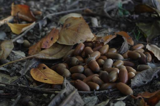 秋の山のドングリの集会　6 秋,どんぐり,ドングリの写真素材