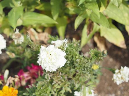 花壇に咲いている白い花 花壇に咲いている白い花の写真