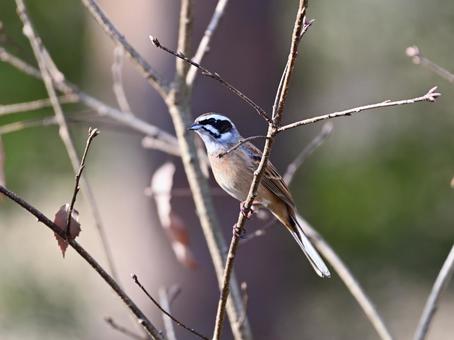 囀る雄のホオジロ 囀る雄のホオジロ ホオジロ,野鳥,鳥の写真素材