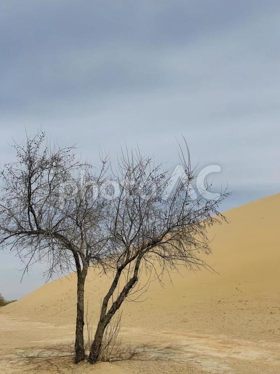 木と砂漠 砂漠の木,砂漠,砂丘の写真素材