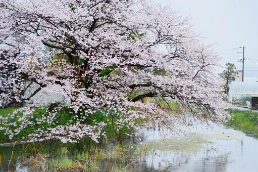 佐渡島の桜 佐渡島の桜,桜,海の写真素材