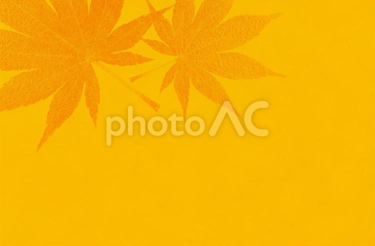 黄色とオレンジ色の和紙と紅葉の背景 背景,秋,黄色の写真素材