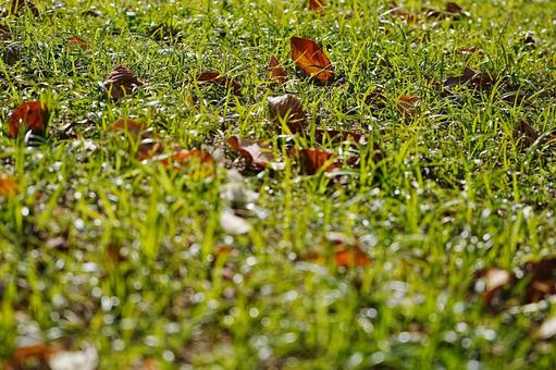 落ち葉 自然,草,雑草の写真素材