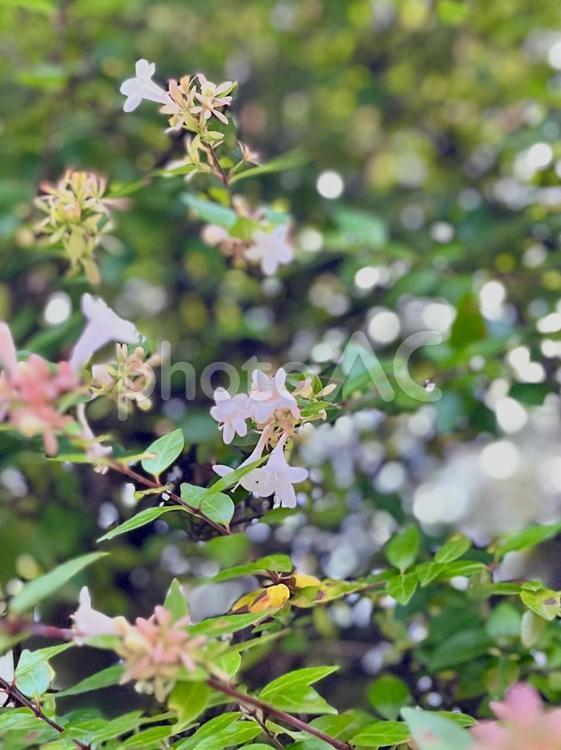 アベリア　花言葉「強運」「謙虚」③ アベリア,はな,フラワーの写真素材