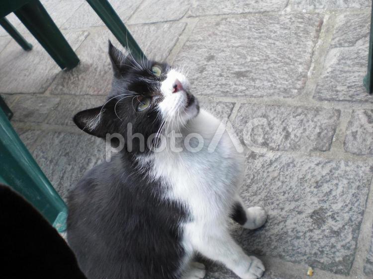 見上げる猫 猫,見上げる,白黒の写真素材