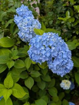 紫陽花 アジサイ 紫陽花 アジサイ の写真