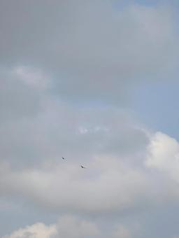 曇り空を飛ぶ鳥 曇り空を飛ぶ鳥 鳥,野鳥,空の写真素材