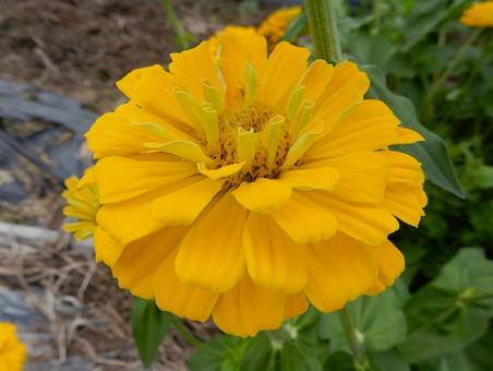 【花の写真】 ヒャクニチソウ（百日草）の写真