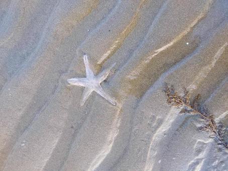 海、砂浜、ヒトデ 海、砂浜、ヒトデ ヒトデ,海,砂浜の写真素材