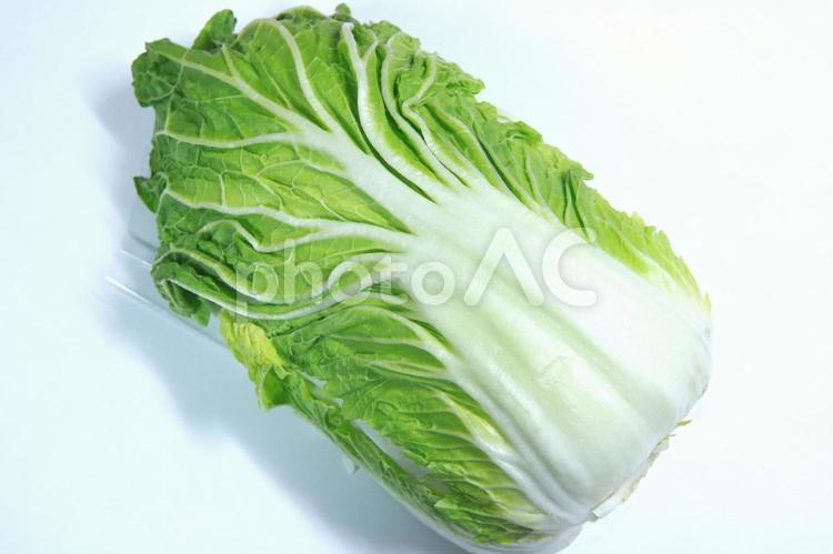 はくさい　白菜　野菜　やさい　 白菜,はくさい,野菜の写真素材