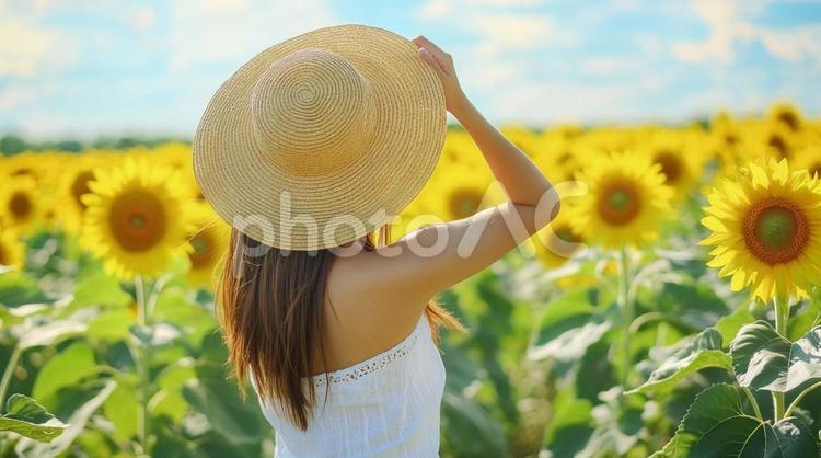 ひまわり畑と麦わら帽子をかぶった女性② ひまわり,夏,麦わら帽子の写真素材