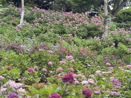 Hydrangea Mountain, JPG Hydrangea Mountain, JPG