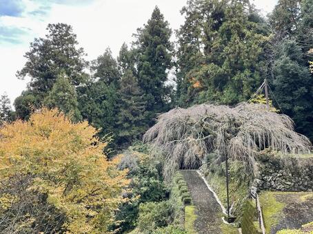 奈良　権現桜　冬木 権現桜,ごんげんざくら,桜の写真素材
