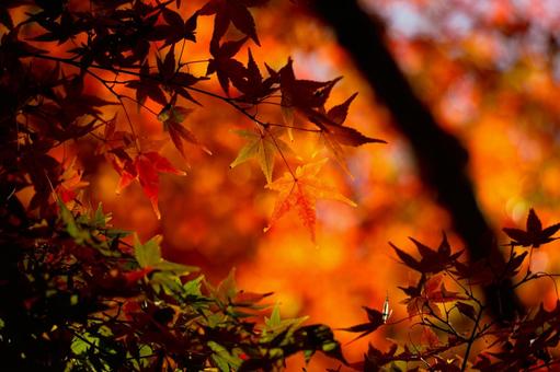 秋・紅葉 秋・紅葉の写真