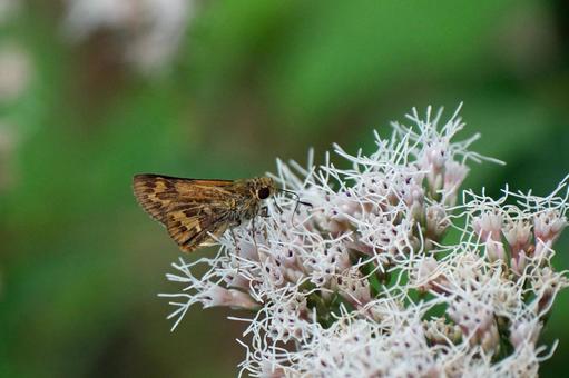 フジバカマの蜜を吸うキマダラセセリ キマダラセセリ,セセリチョウ,チョウの写真素材