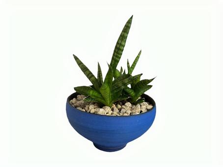 観葉植物 観葉植物の写真