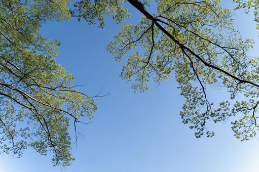 青空に広がる若葉の枝と初夏の光③ 青空,若葉,葉の写真素材