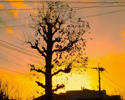 初冬の木、夕暮れ、電柱 木,夕方,夕焼けの写真素材
