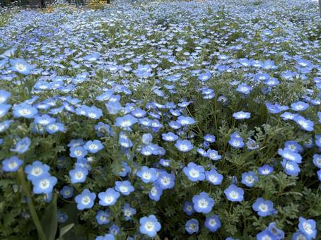 Nemophila, JPG