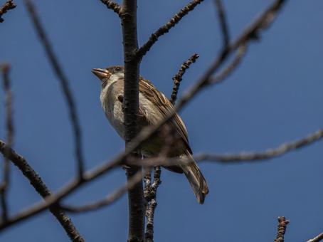 枝にとまるスズメ 枝にとまるスズメ スズメ,雀,鳥の写真素材