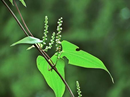 ヤマノイモの雄花と葉 ヤマノイモの雄花と葉の写真