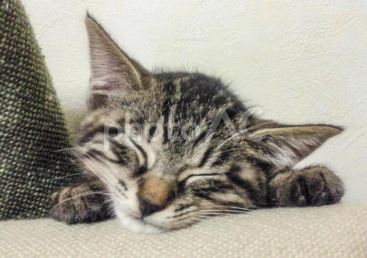 お昼寝中の子猫ちゃん 子猫,猫,捨て猫の写真素材