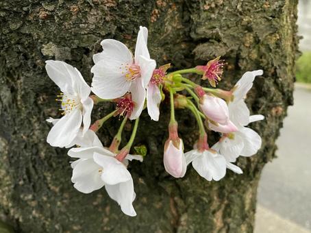 桜 桜の写真