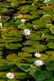 White Water Lily, JPG