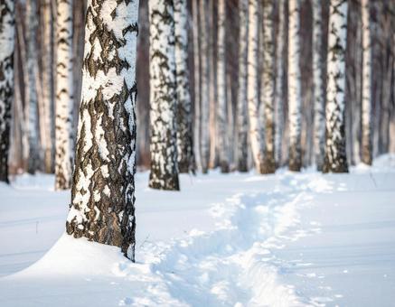 白樺の森２の写真