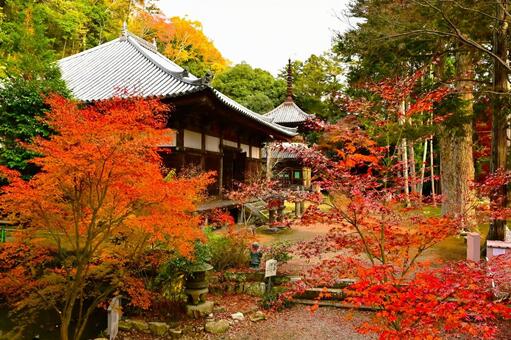 秋の伽耶院 紅葉,黄葉,紅葉狩りの写真素材