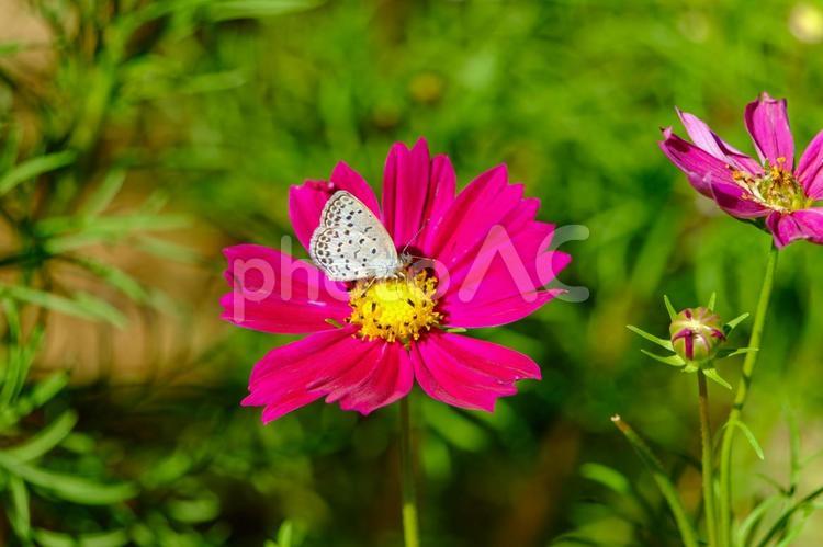 赤いコスモスと花に舞い降りた蝶 コスモス,赤色,蝶の写真素材