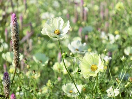 日を浴びる黄色のコスモス コスモス,秋桜,花の写真素材