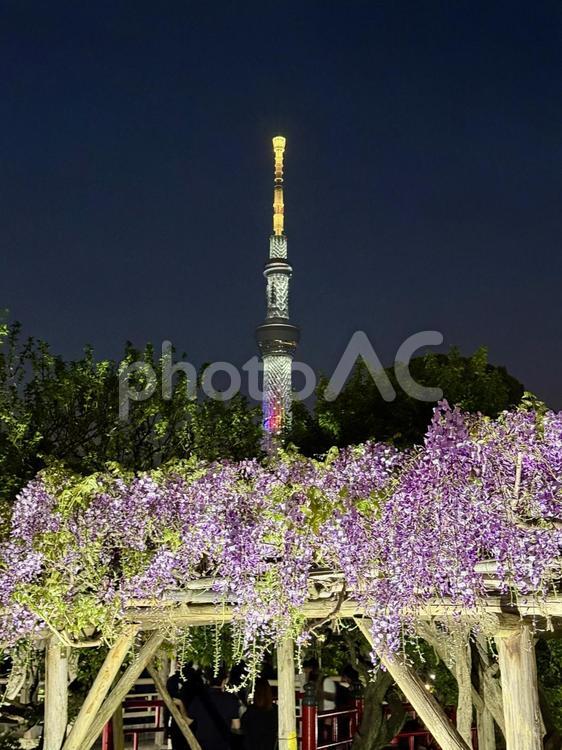 夜の亀戸天神社　藤棚 竹,夜,ライトアップの写真素材