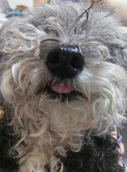 照片, 貴賓犬, 可愛, 