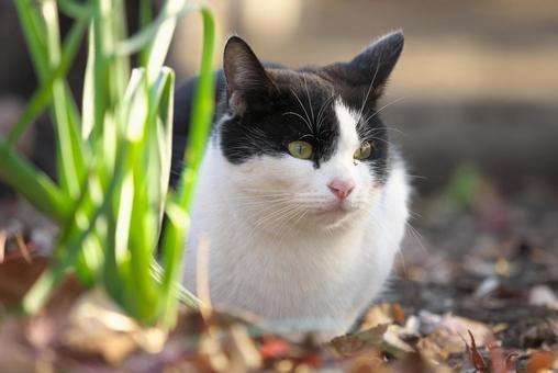 Cat staring at something, JPG Cat staring at something, JPG