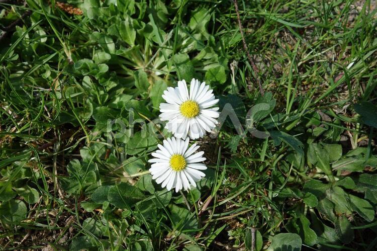 北欧の夏の野花 白い花,野生,ヒナギクの写真素材