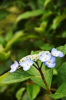 カシワバアジサイ（柏葉紫陽花） カシワバアジサイ,柏葉紫陽花,アジサイ科の写真素材