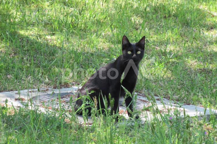 公園の草地で出会った黒猫 黒,猫,哺乳類の写真素材