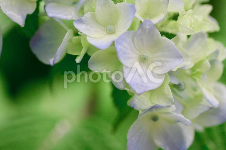 雨上がりの水色の紫陽花の花 紫陽花,梅雨,初夏の写真素材