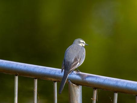 柵にとまるハクセキレイ ハクセキレイ,屋外,風景の写真素材
