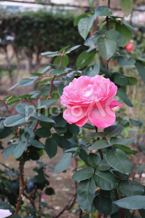 フランス生まれのピンクの薔薇、ピンクパンサー 薔薇,花,植物の写真素材