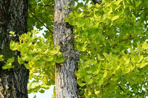 イチョウの木 イチョウ,葉,黄葉の写真素材