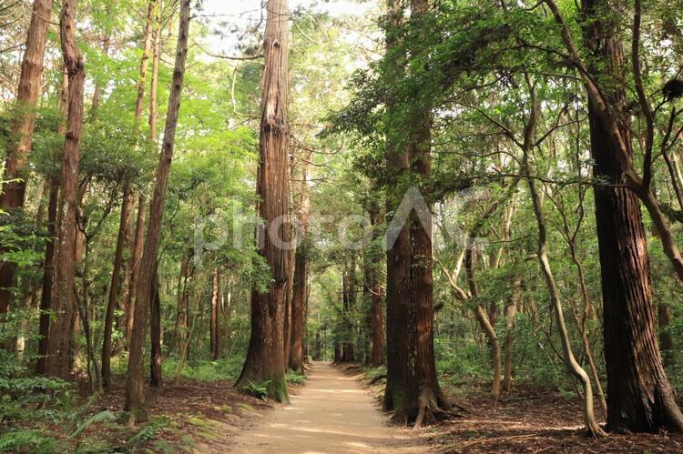 鹿島神宮　奥参道　樹叢　（茨城県鹿嶋市） 鹿島神宮,奥参道,樹叢の写真素材