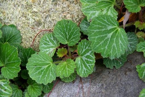 ユキノシタ ユキノシタ,雪の下,イトバスの写真素材