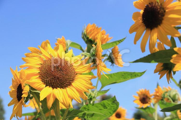 ひまわりと青空の夏の背景4 ひまわり,夏,花の写真素材