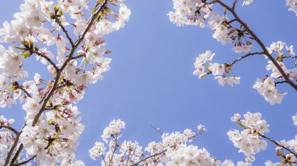 Cherry blossoms and blue sky Spring landscape photo, JPG Cherry blossoms and blue sky Spring landscape photo, JPG
