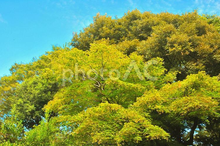 森林/木漏れ日/モミジ 葉,葉っぱ,モミジの写真素材